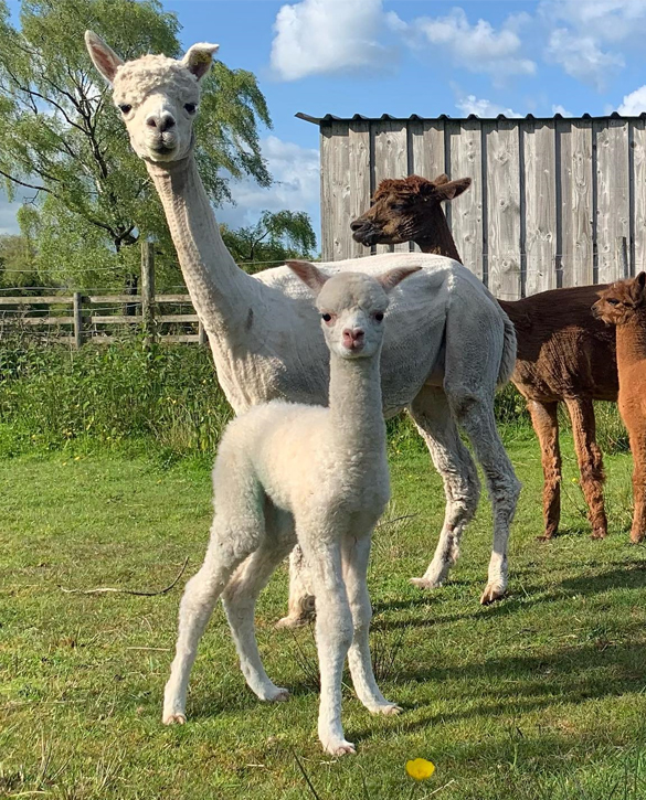 Alpacas for Sale Devon {{brizy_dc_image_alt imageSrc=