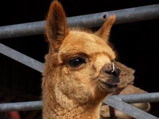 East Devon Alpaca {{brizy_dc_image_alt imageSrc=