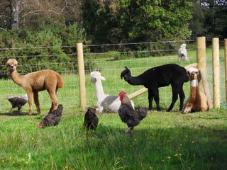 East Devon Alpacas {{brizy_dc_image_alt imageSrc=
