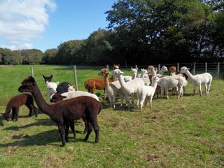 East Devon Alpacas {{brizy_dc_image_alt imageSrc=