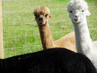 East Devon Alpacas {{brizy_dc_image_alt imageSrc=