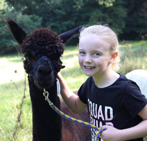Alpaca Trekking East Devon {{brizy_dc_image_alt imageSrc=